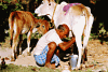  The old man was suckling milk by keeping the calf close to it\s mother .