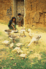  Tribal woman feeds her geese .